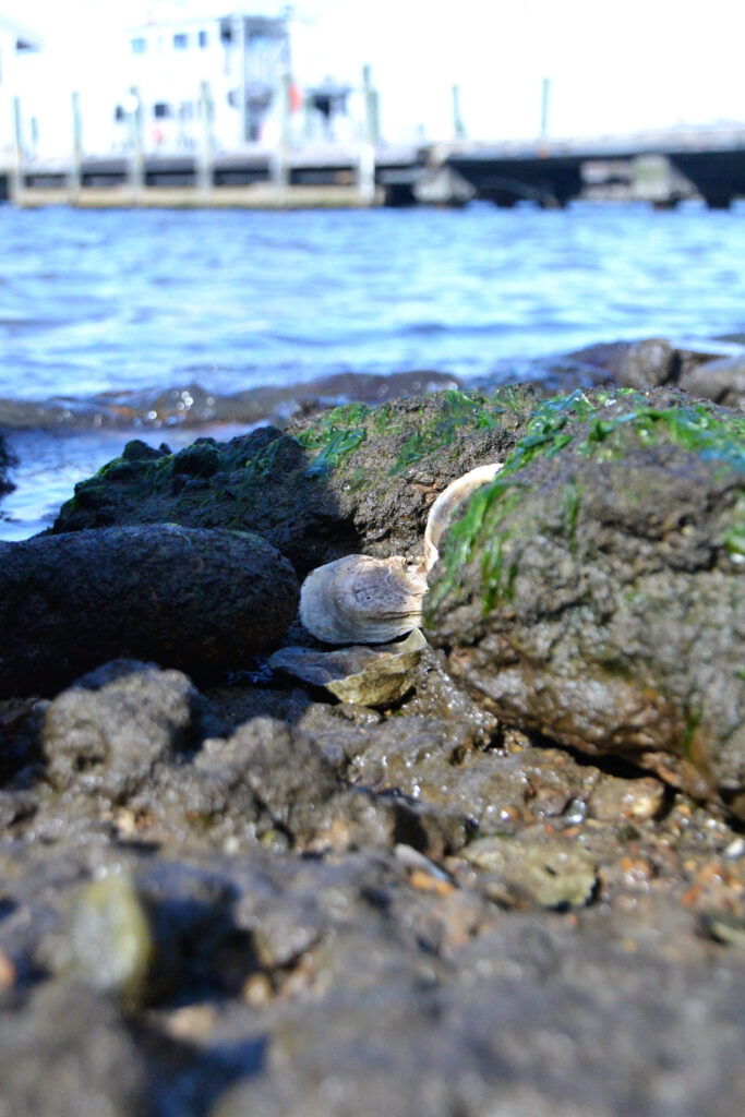 Lynnhaven River Basis - Oyster Garden